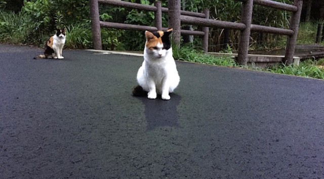 投稿についてもっと詳しく 猫が相手をしてくれない