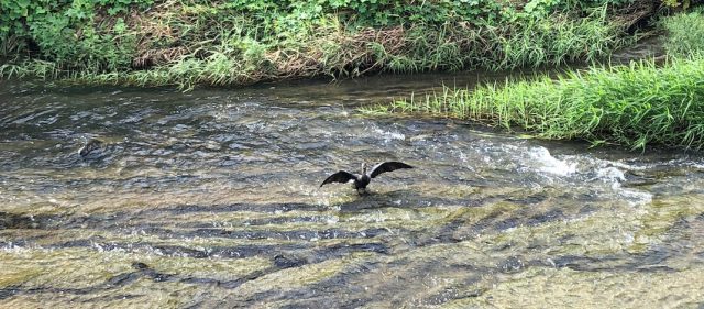 Read more about the article 鶴見川をサイクリング中に出会った「カワウ」