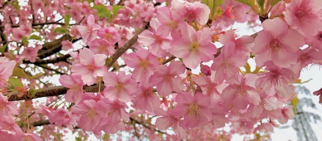 Read more about the article 「いつものコース」から感じ取る春の訪れ